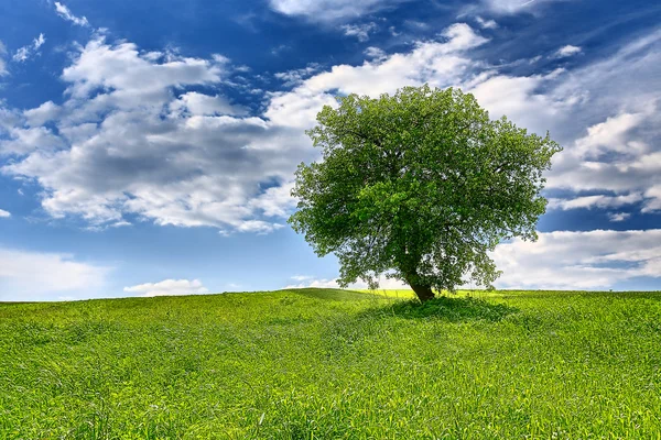 Drzewo na wiosna łąka — Zdjęcie stockowe