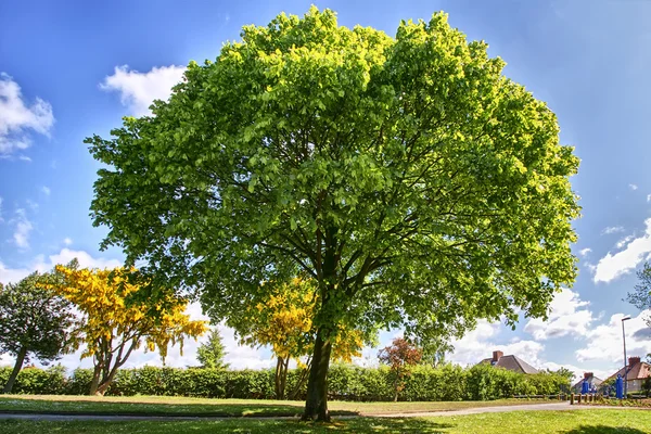 Зеленое Дерево — стоковое фото