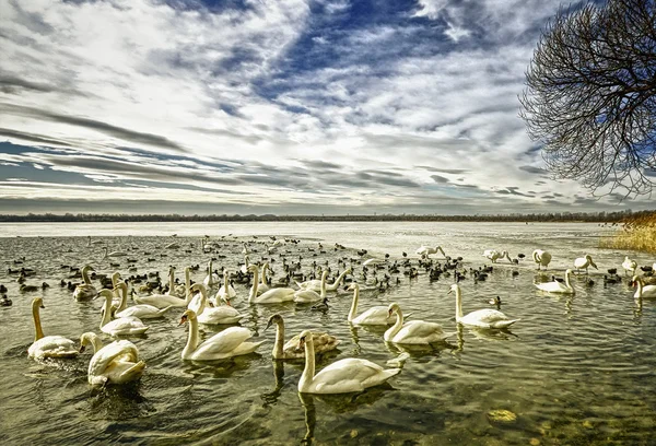 Jezioro Łabędzie — Zdjęcie stockowe
