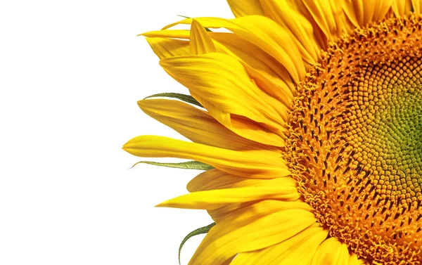 Fantastische Sonnenblume — Stockfoto