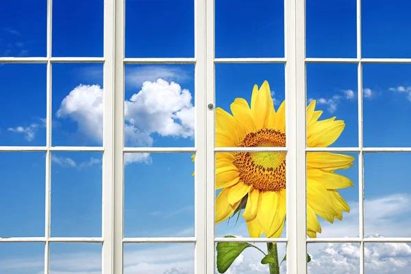 Słoneczne okno — Zdjęcie stockowe