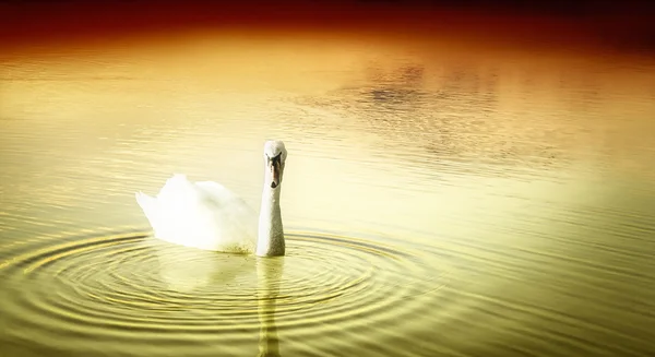 Swan Vid Solnedgången — Stockfoto