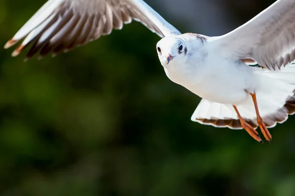 Flying Seagull — Stock Photo, Image