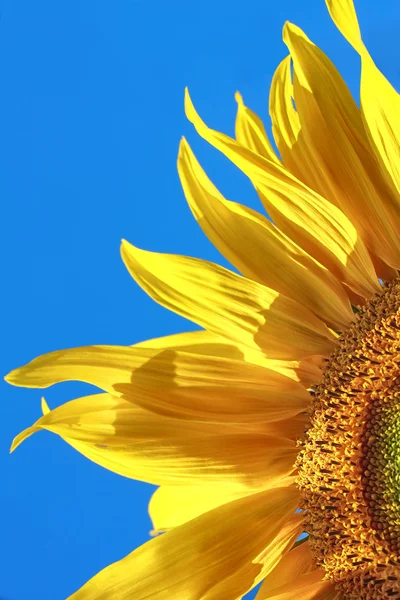 Gult solros blommande blomma huvud — Stockfoto