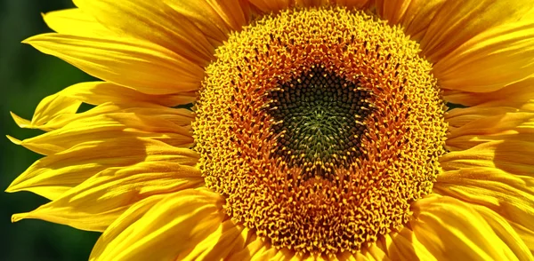 Gelbes Sonnenblumenbanner — Stockfoto