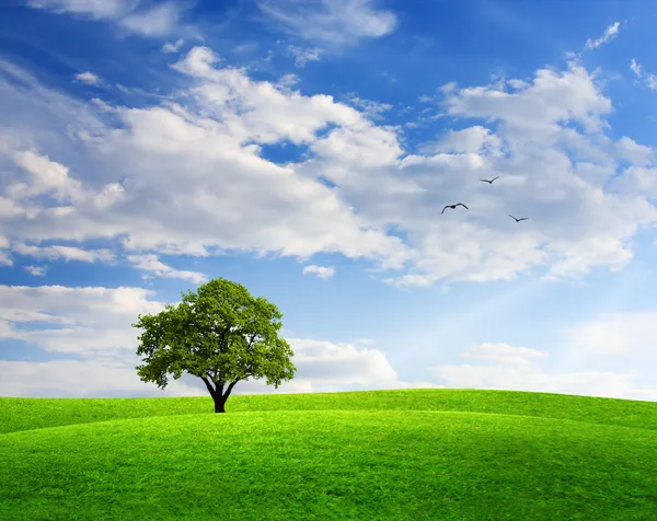 Весенний пейзаж с дубом и голубым небом — стоковое фото