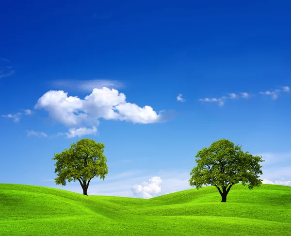 Зелене поле і дерева — стокове фото