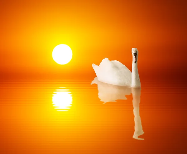 Lago dos cisnes ao pôr do sol — Fotografia de Stock