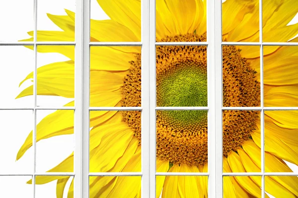 Slunečné jarní okno — Stock fotografie