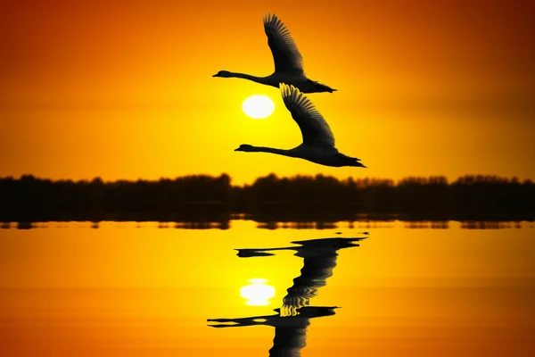 Fluttering Swans — Stock Photo, Image