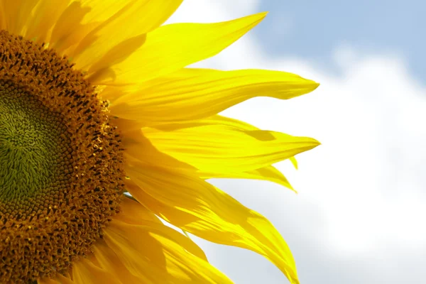 Leuchtend gelbe Sonnenblume — Stockfoto
