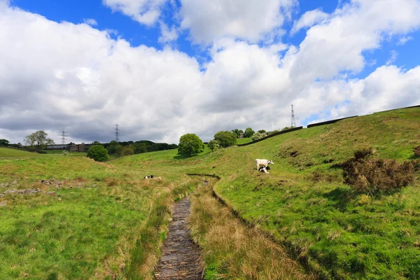 English pastures in Yorkshire — Stock Photo, Image