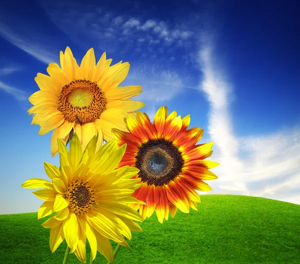 Sunflower landscape — Stock Photo, Image