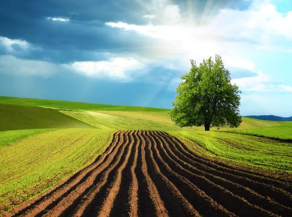 Agriculture background Stock Photos, Royalty Free Agriculture background  Images | Depositphotos
