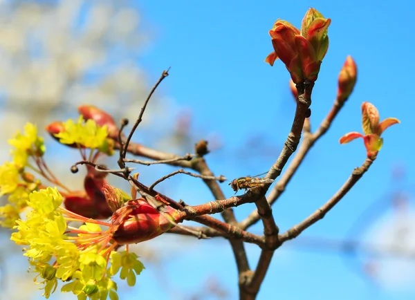 Bloesems twig op blauwe hemel — Stockfoto