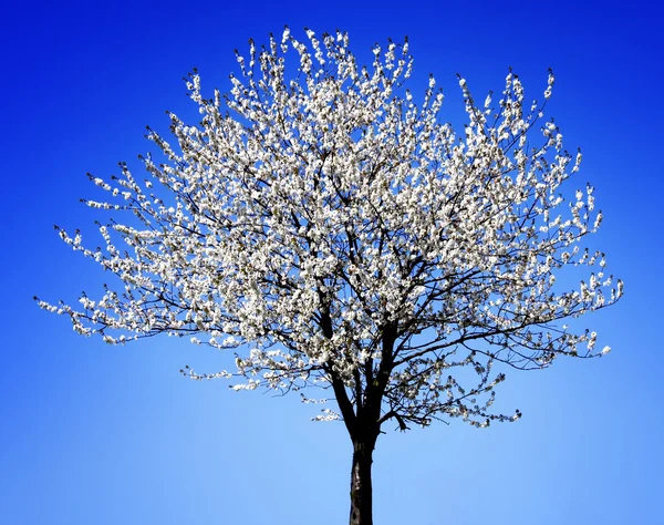 stock image Apple blossom tree