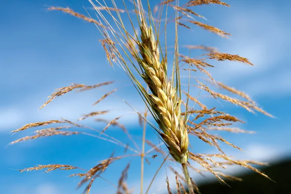 Planta de trigo no fundo do céu — Fotografia de Stock