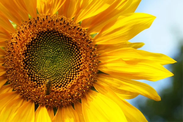 Sonnenblume auf dem Feld — Stockfoto
