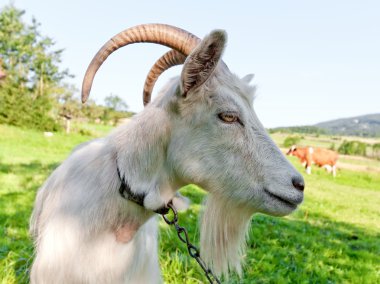 Goat on pasture clipart