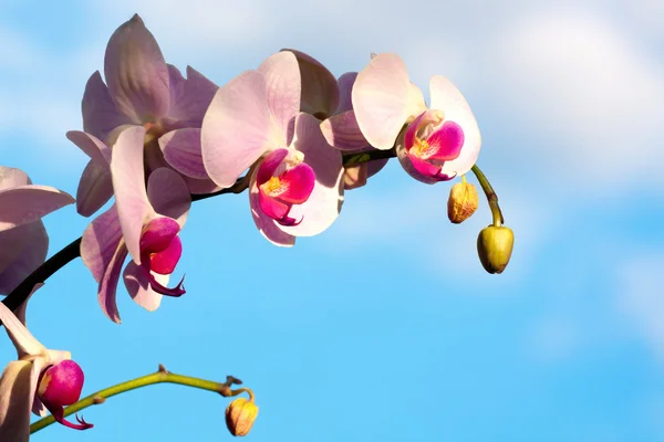 Magnolia magnifique — Photo