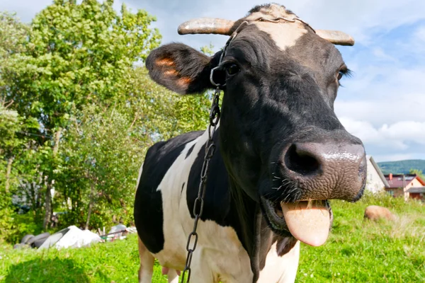 Забавна корова на лузі — стокове фото