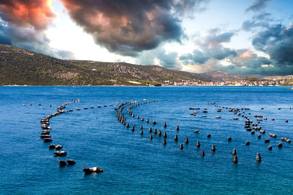 クロアチアのムール貝耕作 — ストック写真