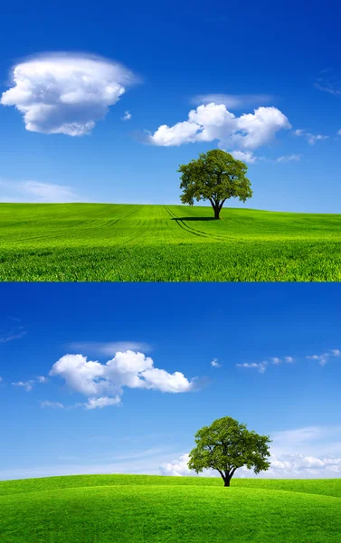 Landschaft der grünen Jahreszeit — Stockfoto