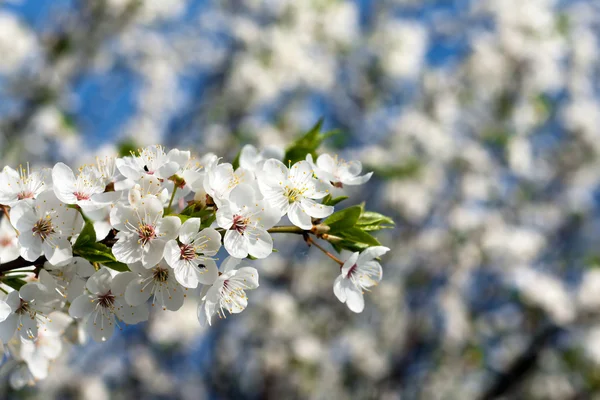 Blossom background — Stock Photo, Image