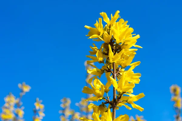 stock image Forsythia tree branch with yellow flowers over blue sky