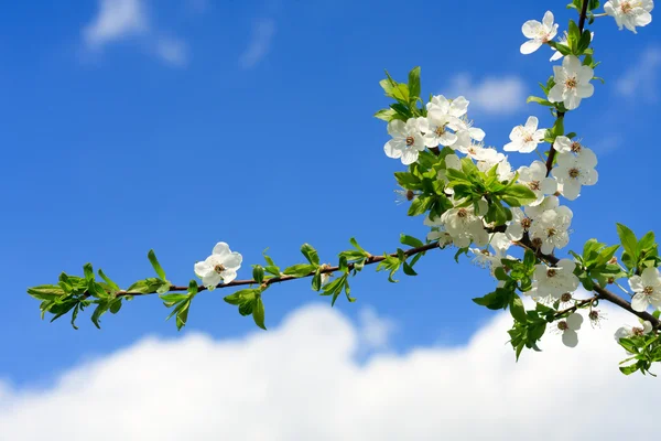 Krzewy kwitnące wiosną — Zdjęcie stockowe