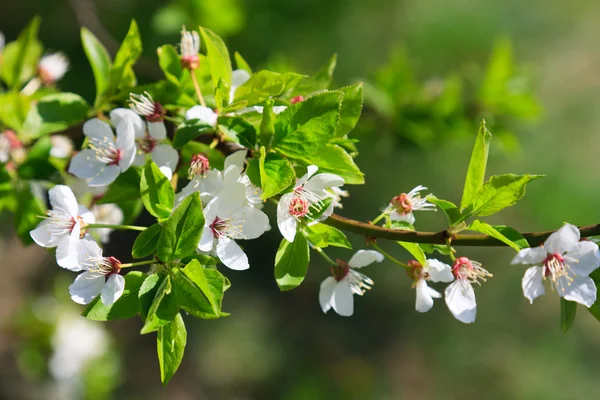 Jarní jabloňové květy — Stock fotografie