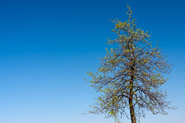 Våren blossom träd på blå himmel — Stockfoto