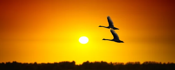 Banner soleado con cisnes —  Fotos de Stock
