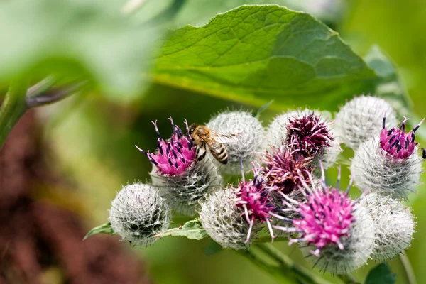 Thistle and bee in the spring — Stock Photo, Image