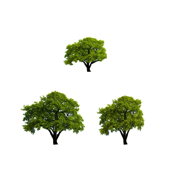 Beyaz zemin üzerinde meşe ağacı — Stok fotoğraf