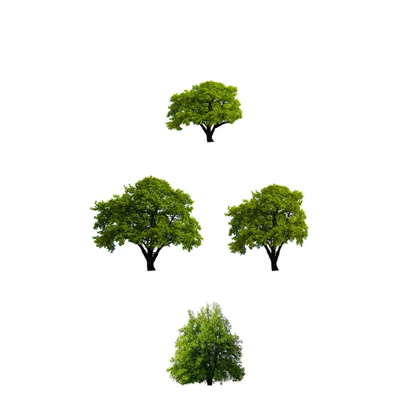 Elszigetelt zöld fa, fehér háttér — Stock Fotó