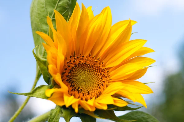 Beautiful yellow sunflower — Stock Photo, Image
