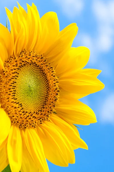 Fantastische gelbe Sonnenblume — Stockfoto