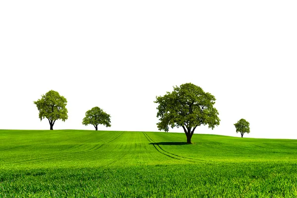 Gröna naturen ekologi — Stockfoto