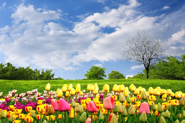 Springtime tulips — Stock Photo, Image