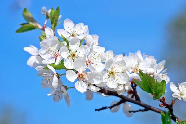 Яблочный цветок на голубом небе — стоковое фото