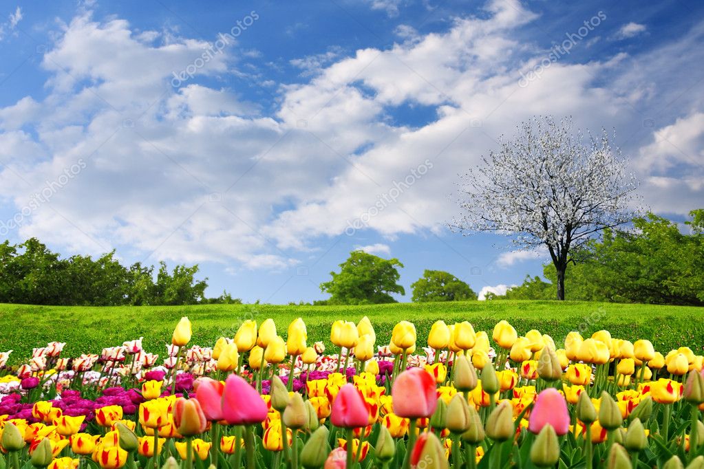 Springtime Tulips Stock Photo By C Wdgphoto
