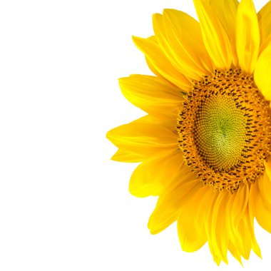 Isolated yellow sunflower clipart