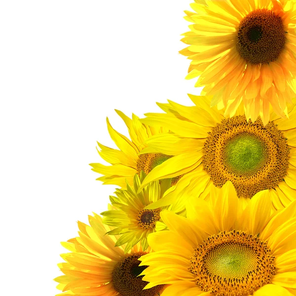 Žluté slunečnice na bílém pozadí — Stock fotografie