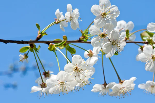 Kvetoucí větev — Stock fotografie