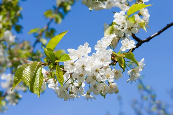 Blossoming branch background — Stock Photo, Image