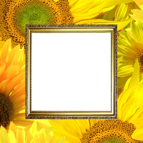 stock image Gold frame on sunflower background