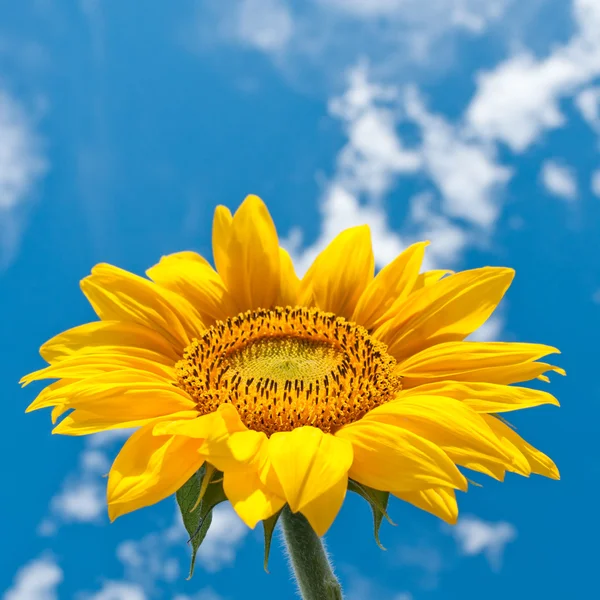 Sunflower on cloudy sky — Stock Photo, Image