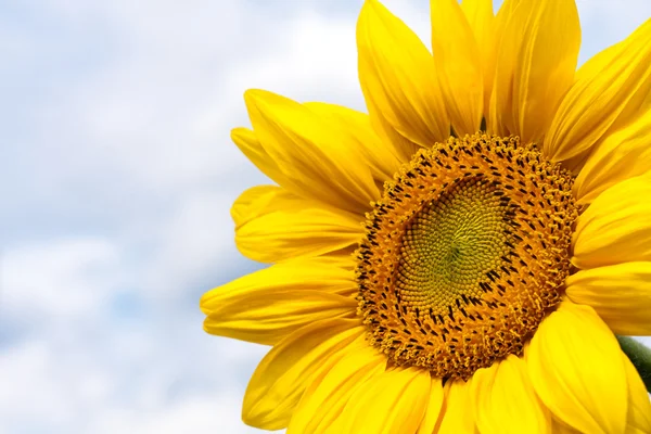 Sonnenblumen Natur Hintergrund — Stockfoto