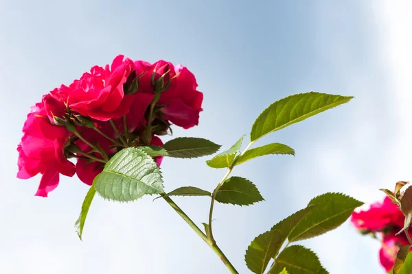Primavera rosa vermelha — Fotografia de Stock
